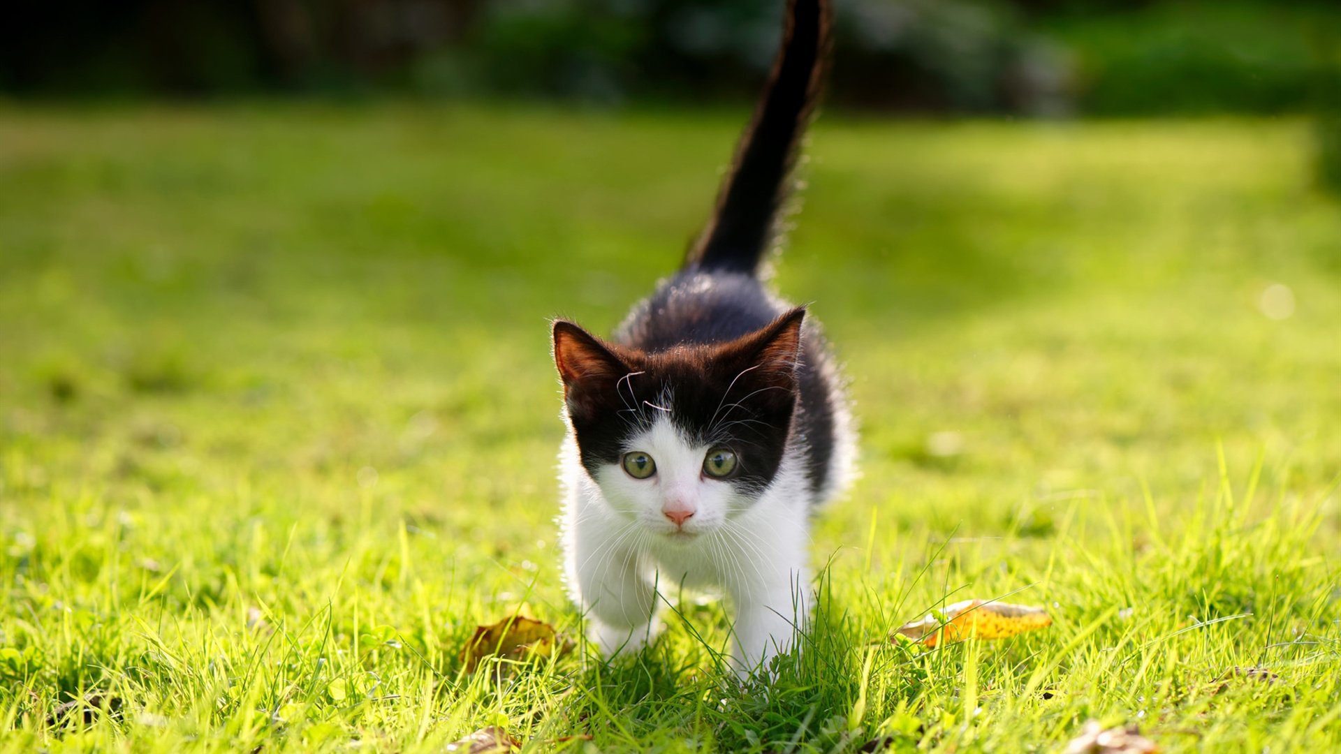 【训练秘籍】奥沙利文教你提升进攻能力的必备技能,奥沙利文厉害在哪