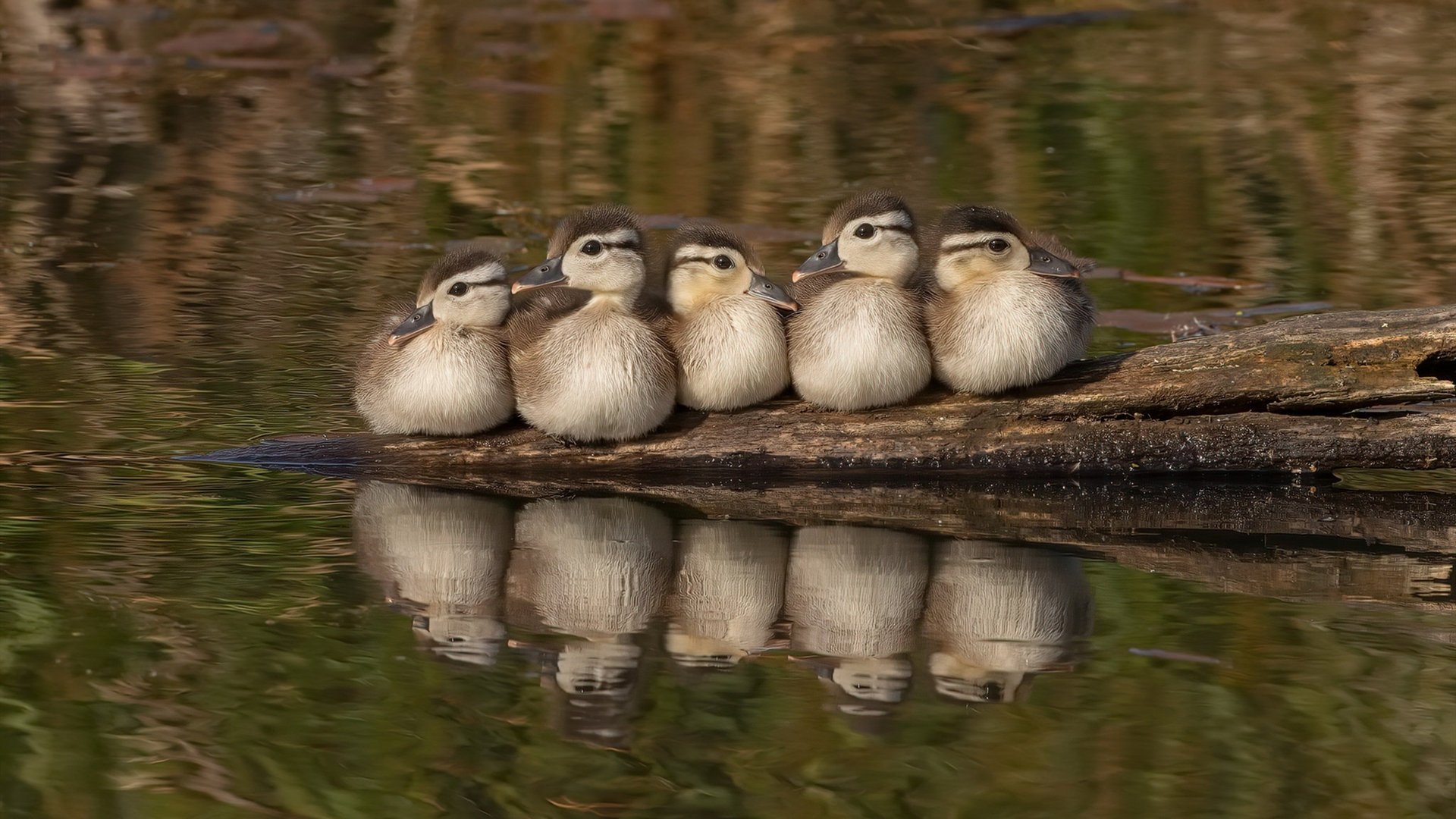 女子篮球联赛季后赛精彩纷呈，焦点大战引爆全场，2020一2021年女子蓝球联赛