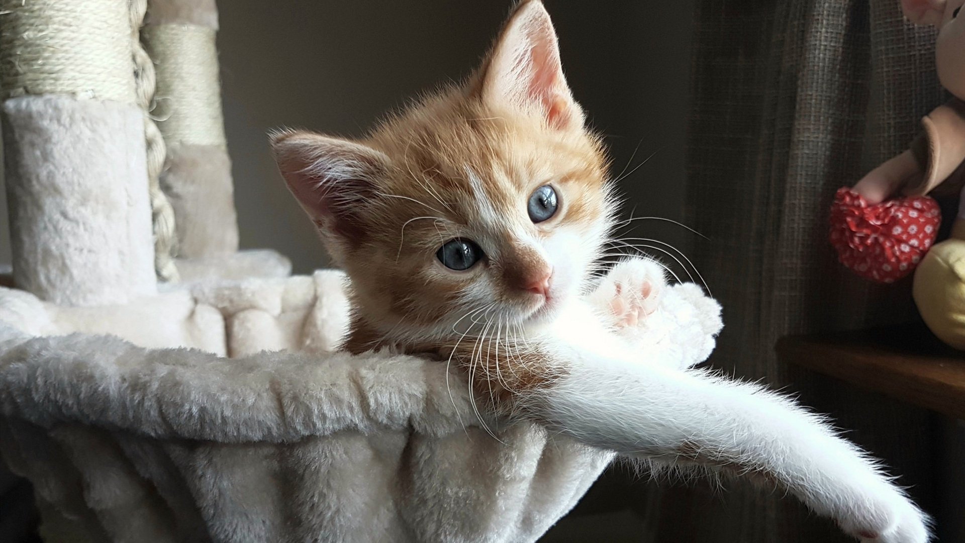 墨西哥马术协会授予马尔科·阿尔瓦雷斯“年度最佳马匹护理员”称号。