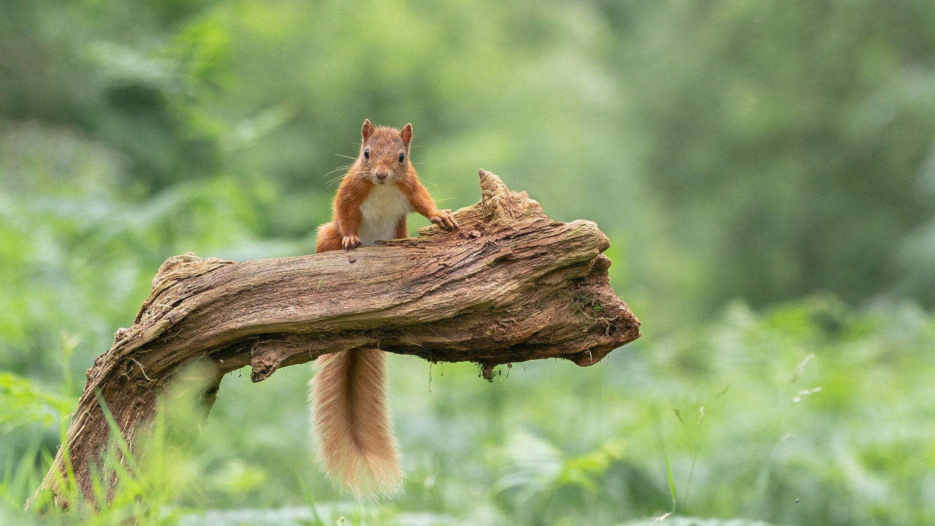 民族风花样滑冰赛事,冰上舞动的文化传承,花样滑冰中冰上舞蹈的比赛通常包括几个阶段