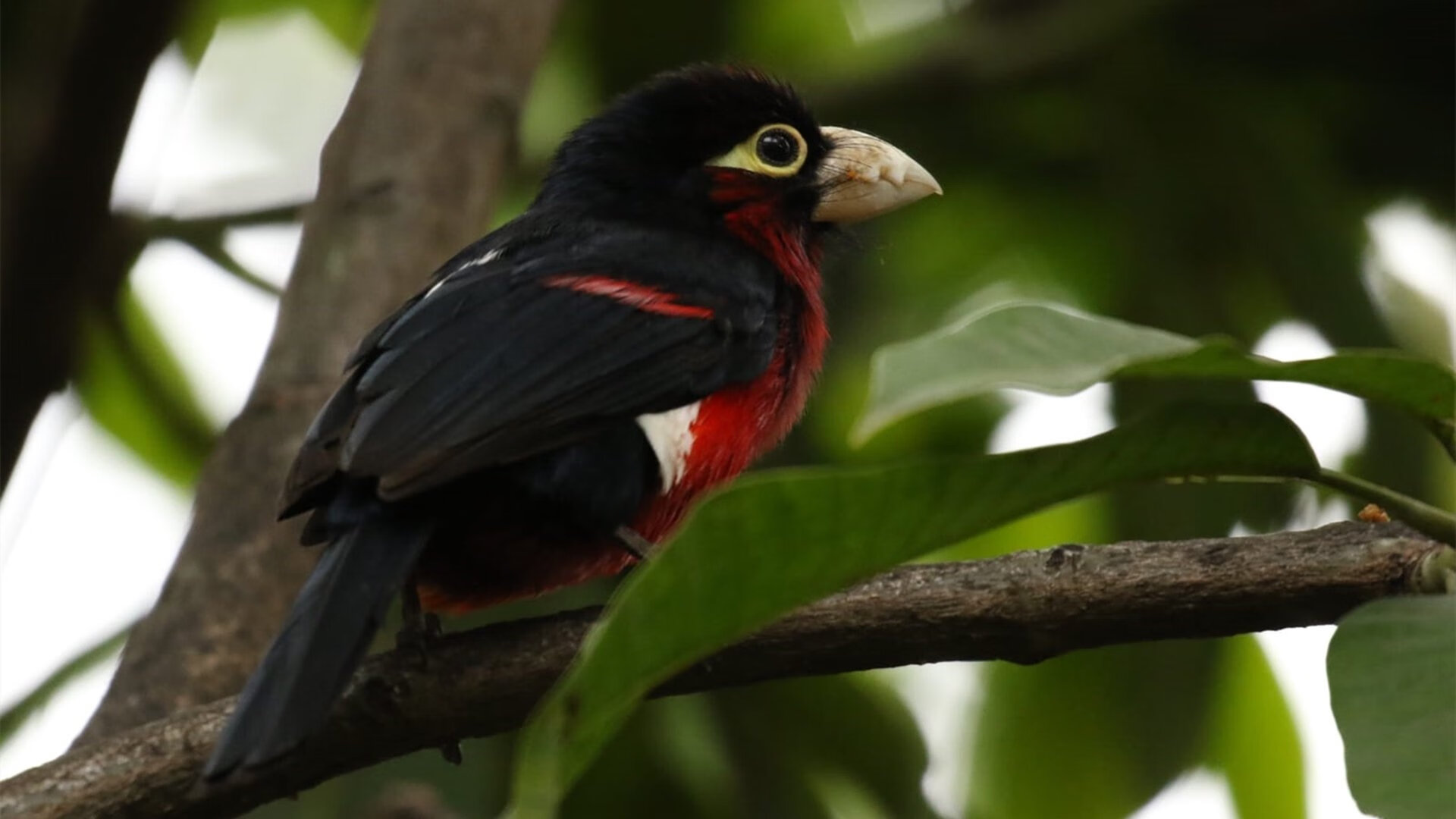 逆境中的“领袖”:伤愈归来的队魂带领球队反弹,逆境者是什么意思