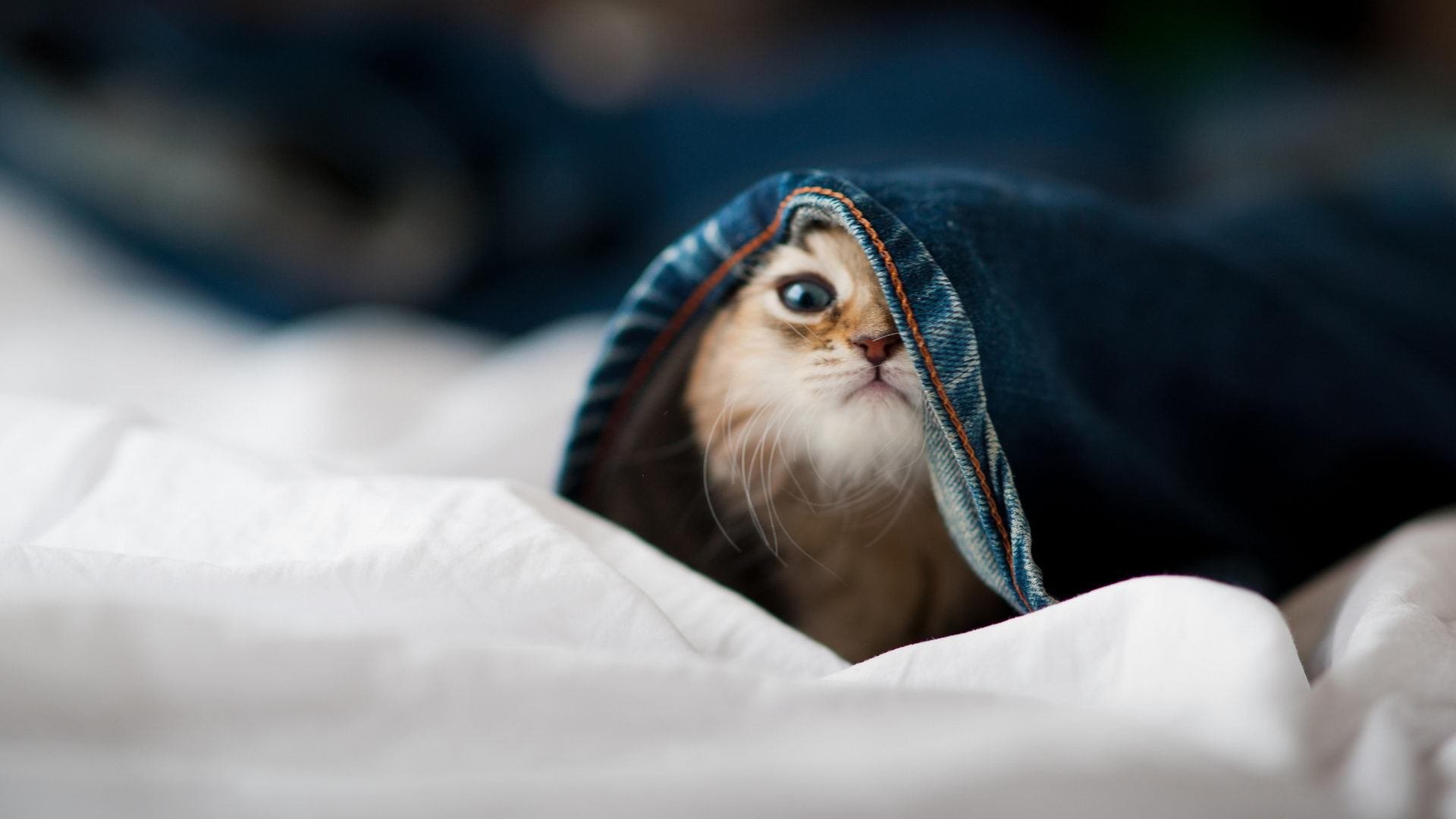 维达德卡萨布兰卡球员入选国家队名单,备战国际赛事,卡萨布兰卡 kid