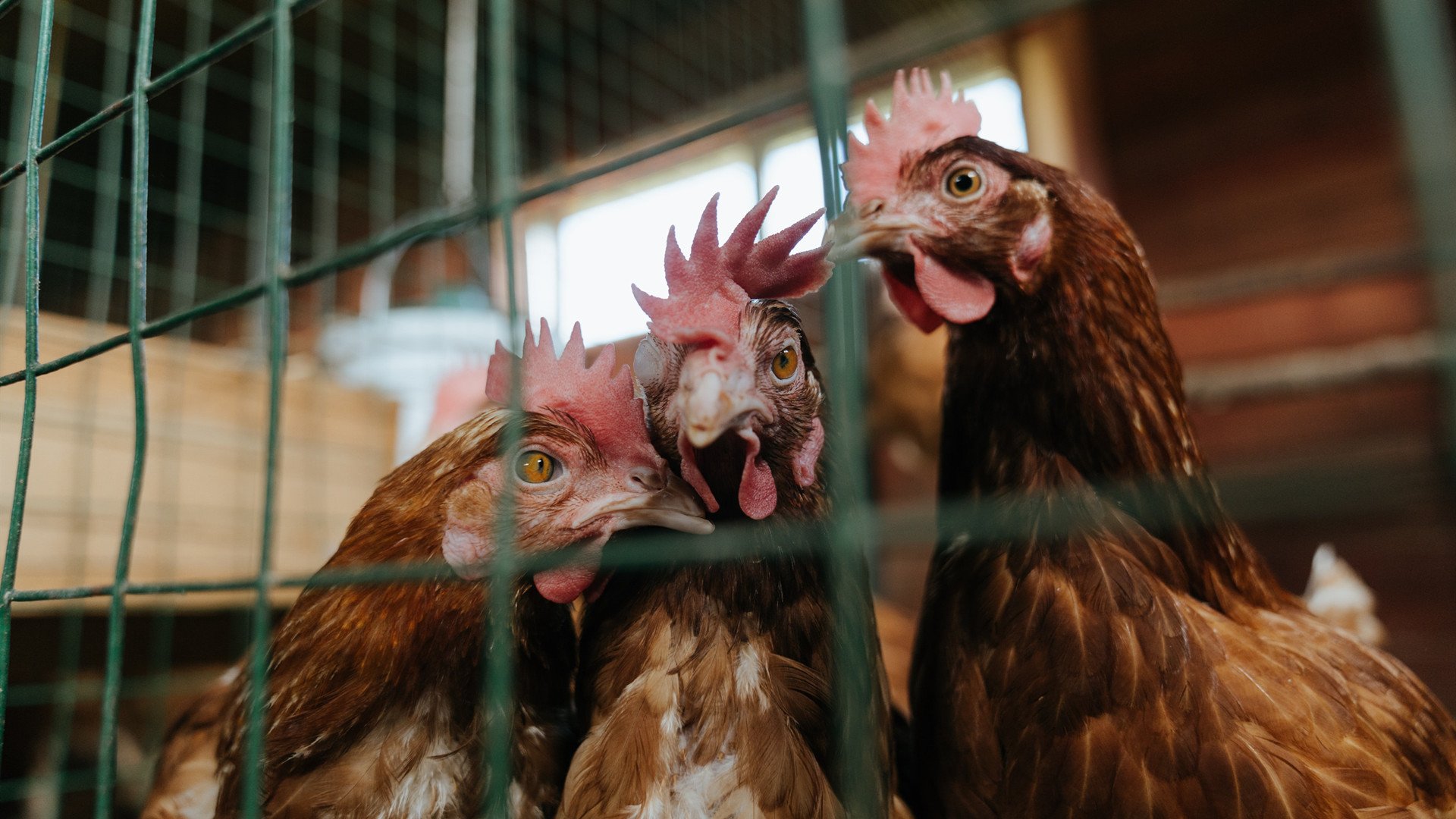 青岛男篮球员训练成果显著，青岛男篮领队及队员