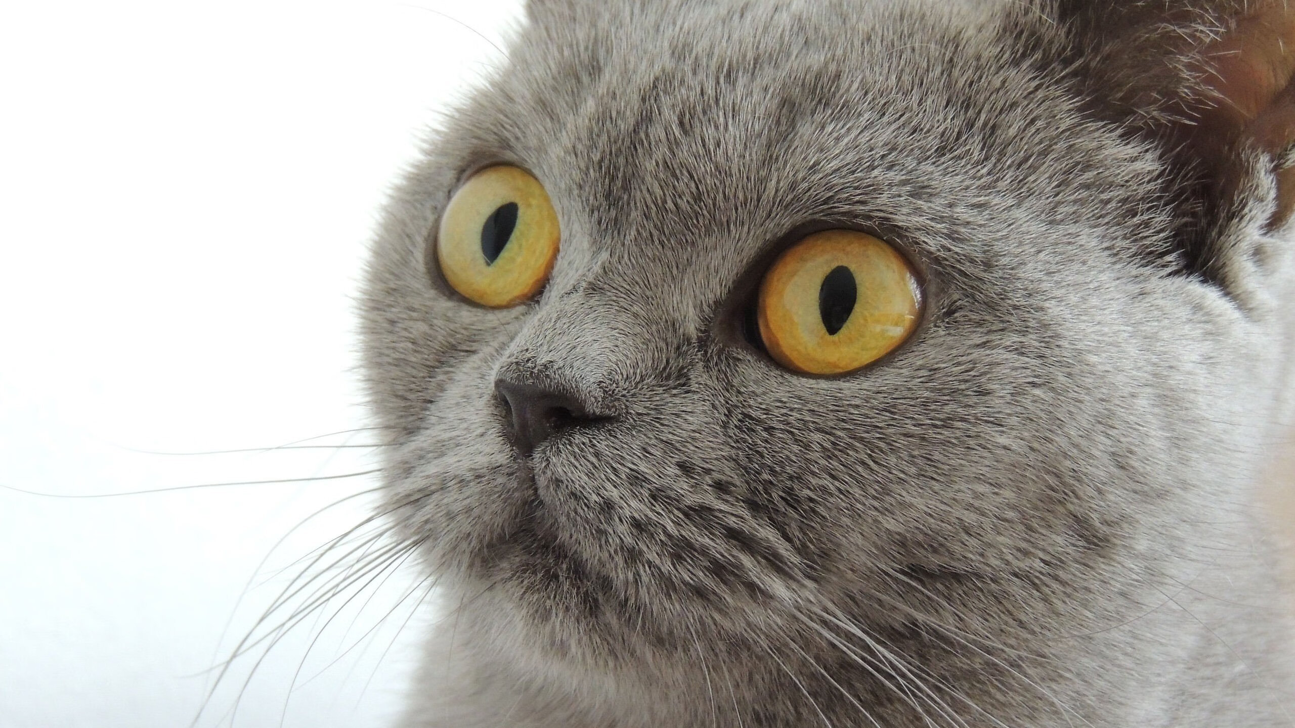 未来裁判:通过技术提升比赛公正性,裁判协会未来规划