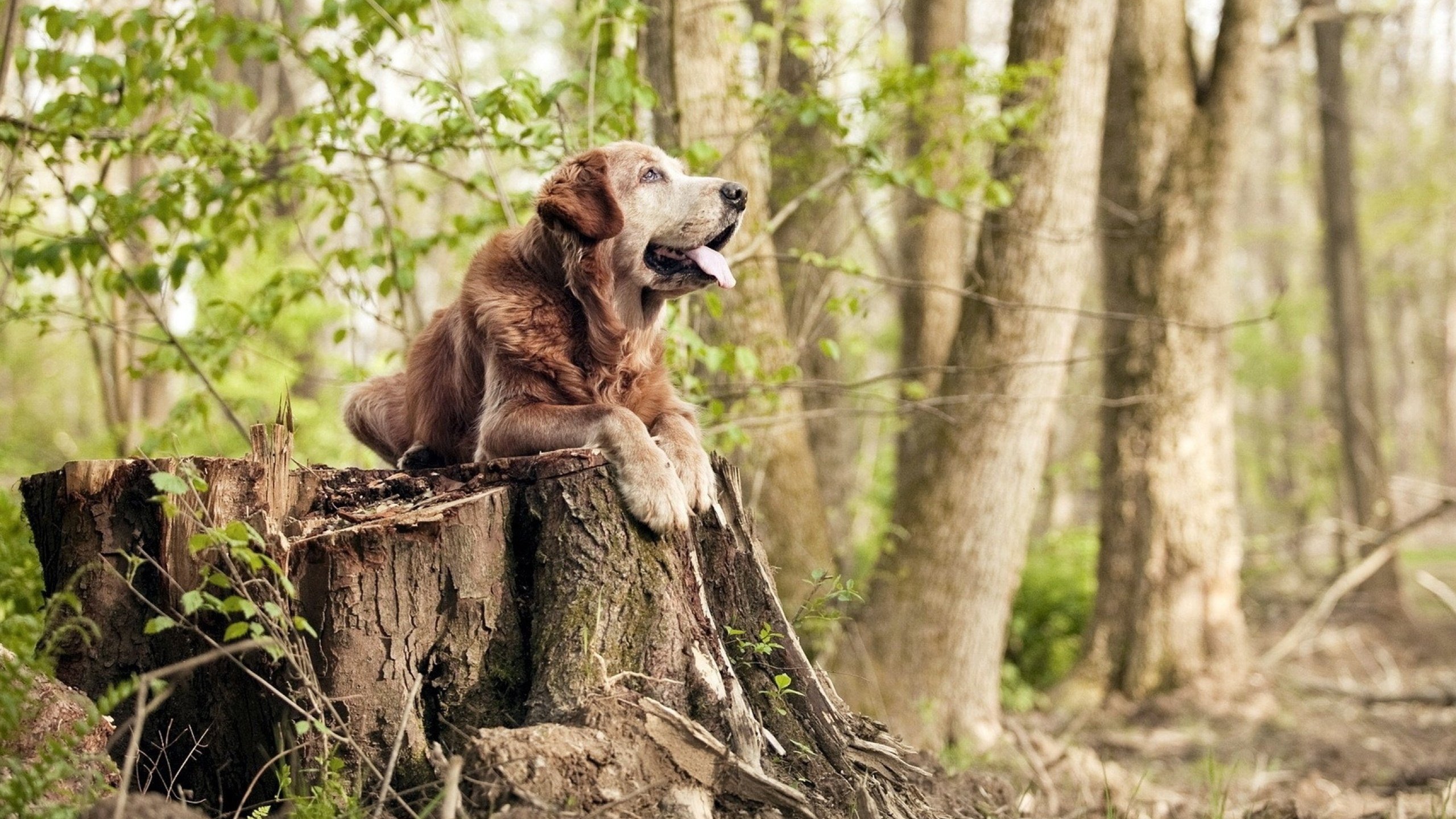 校园体育科技创新活动设计与评估标准,学校体育活动创新