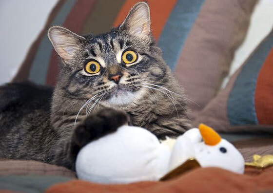 乌拉圭女篮在南美锦标赛中夺冠，体育水平持续提升，乌拉圭3_0南非