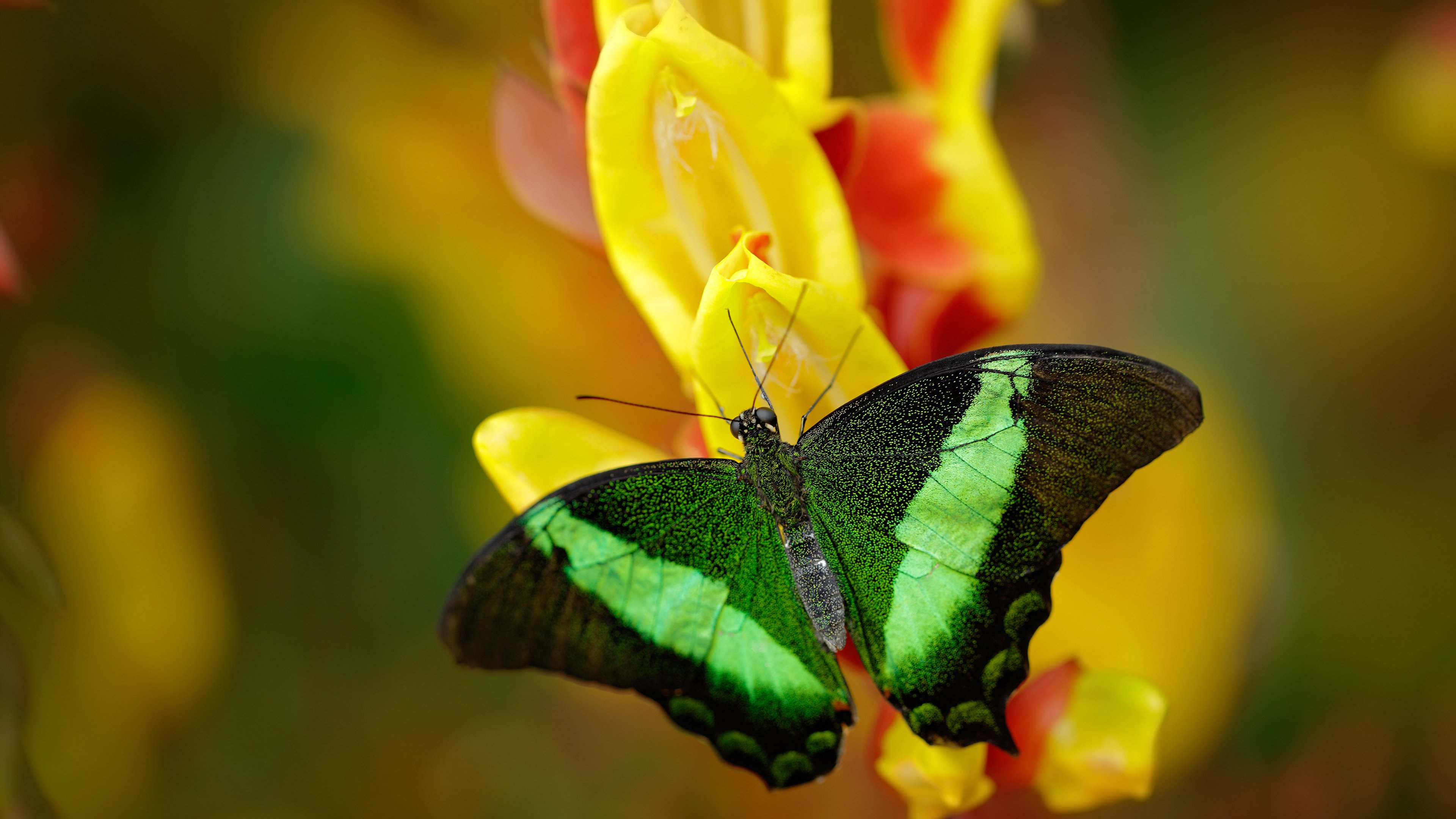 乔纳·隆戈：突破全黑队新境界的橄榄球“黑色闪电”