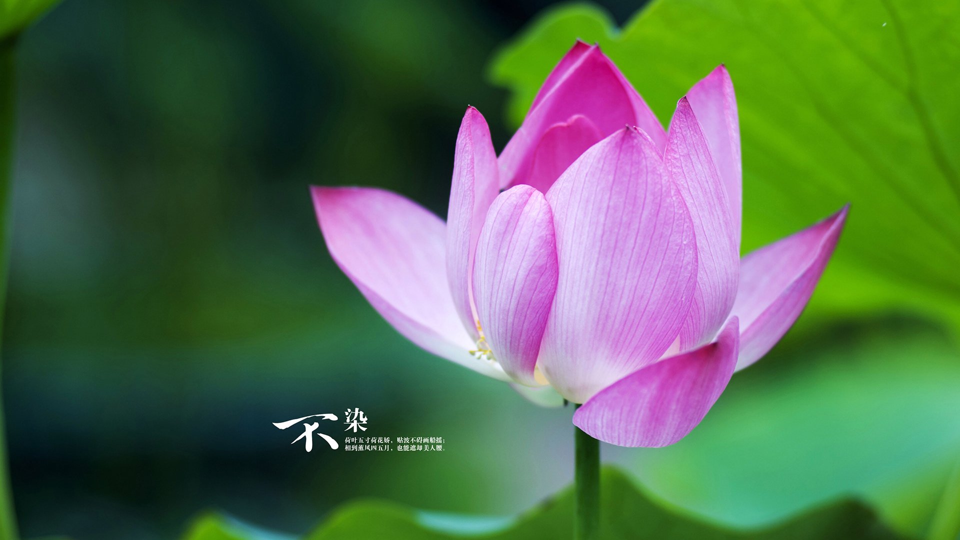 伊朗女篮在亚洲锦标赛中表现优异,志在奥运