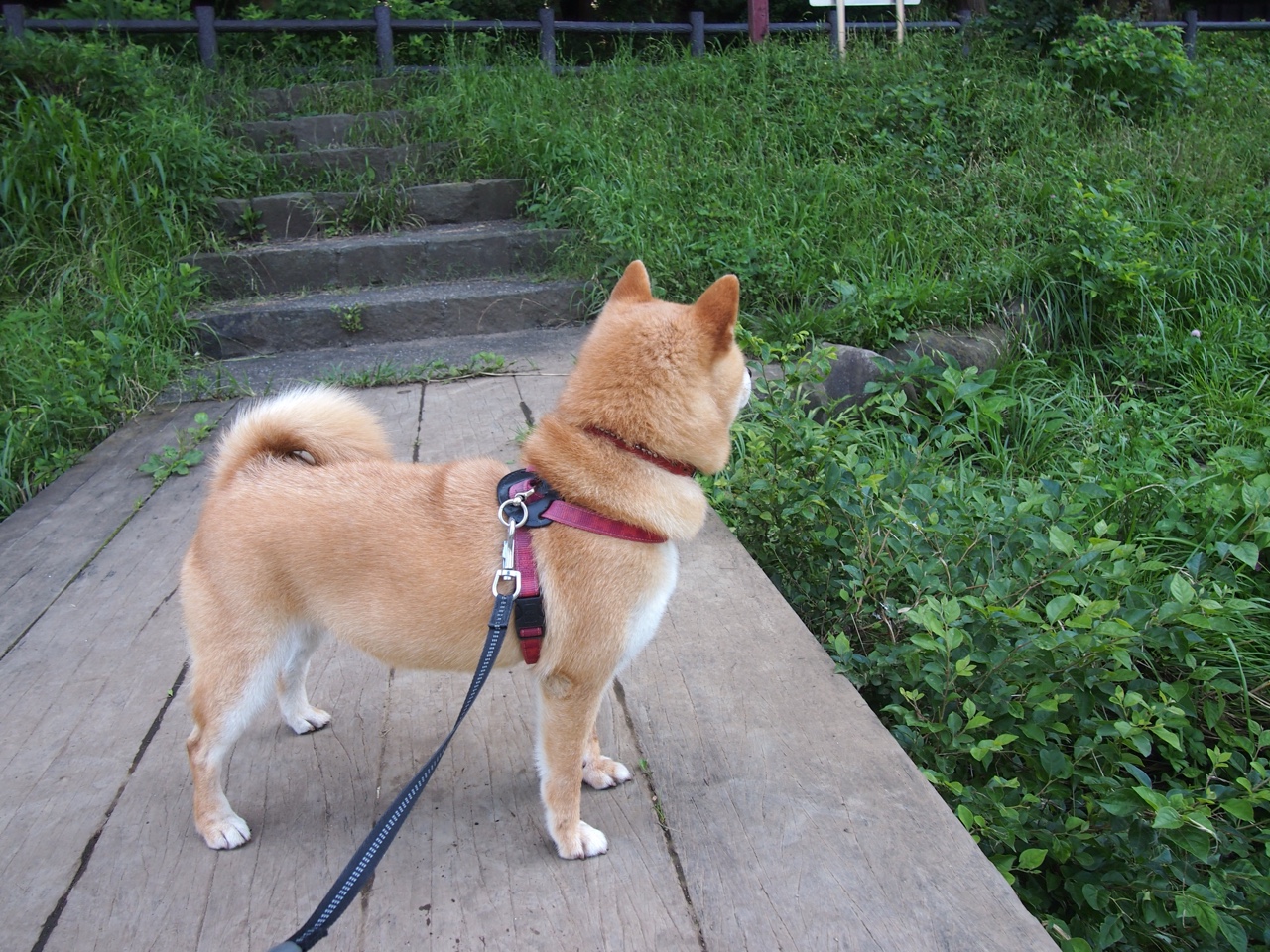 乔纳·隆戈：单打独斗的全黑队“超人”，瞬间改变比赛局势