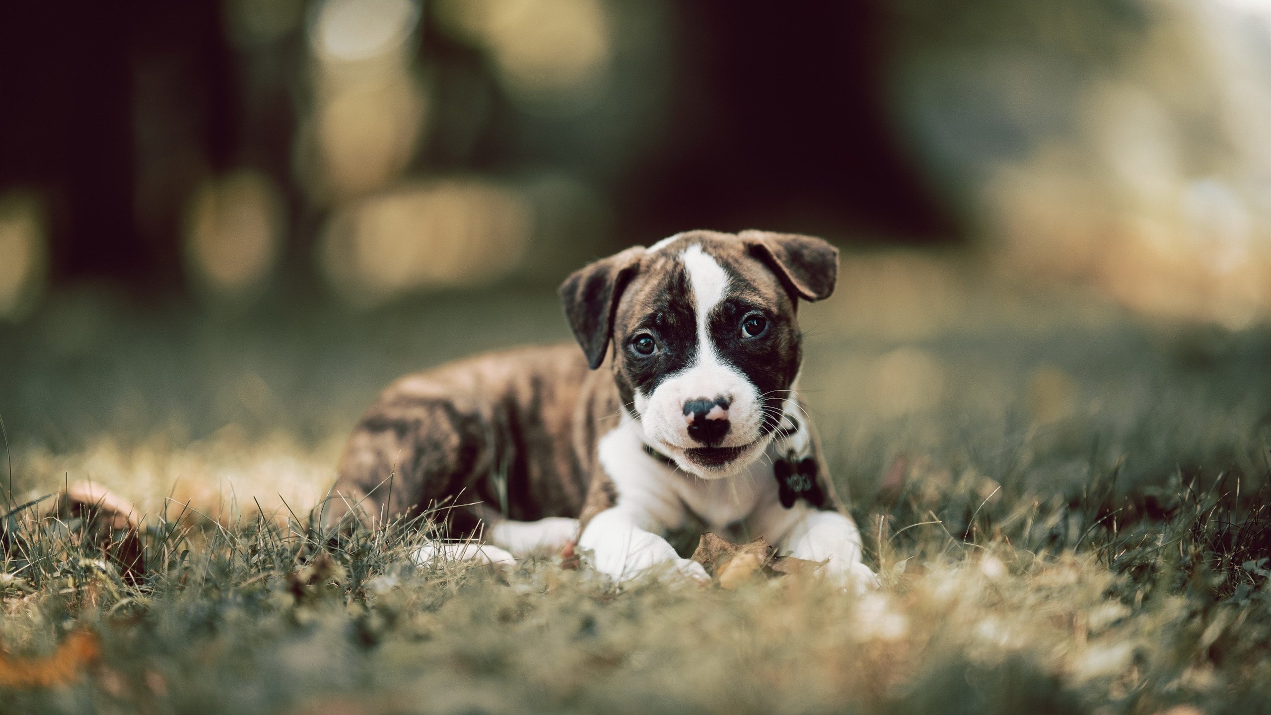 乔纳·隆戈:单打独斗的全黑队“超人”,瞬间改变比赛局势