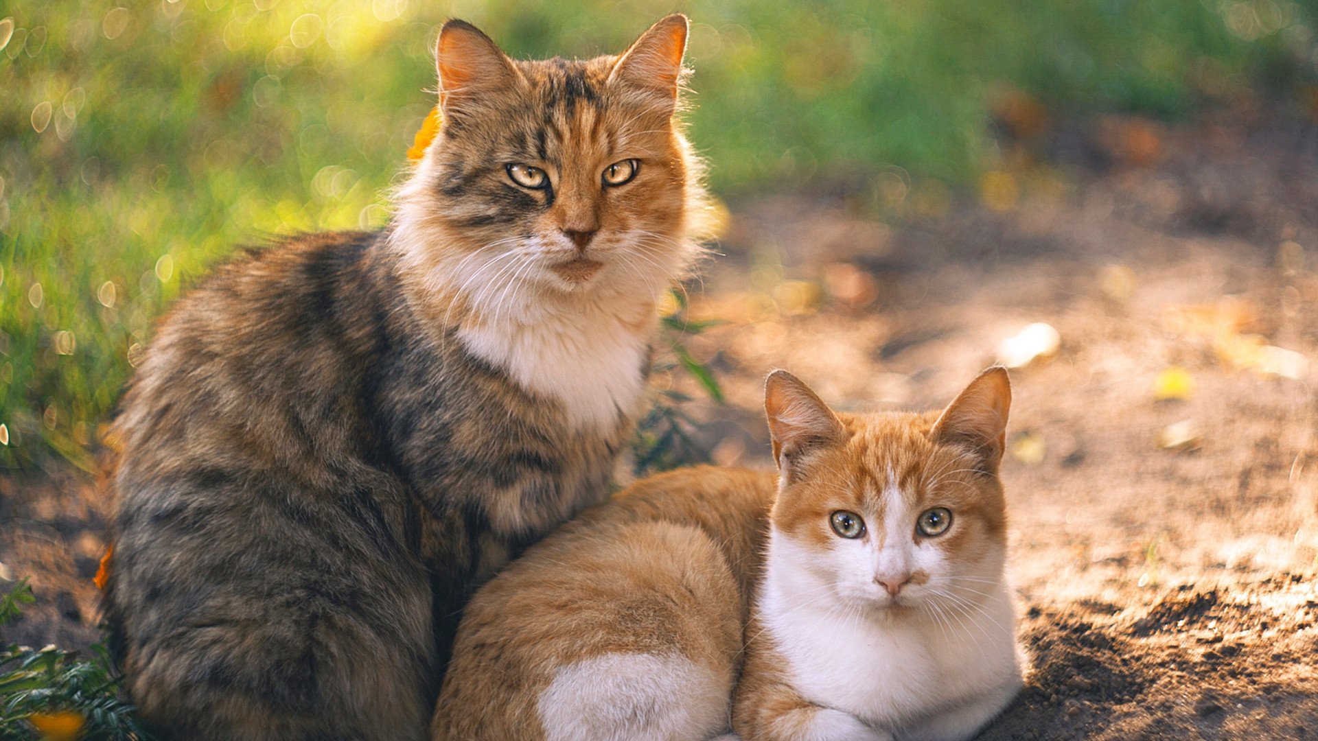 瑞安的球场视野和决策力,令全黑队攻防更具深度,瑞安十八家球场