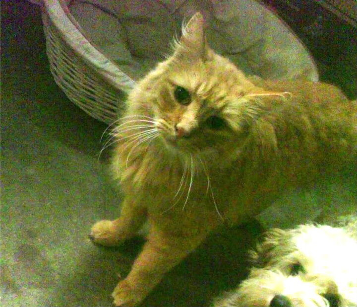 篮网助理教练临时带队表现不俗，篮网教练那什