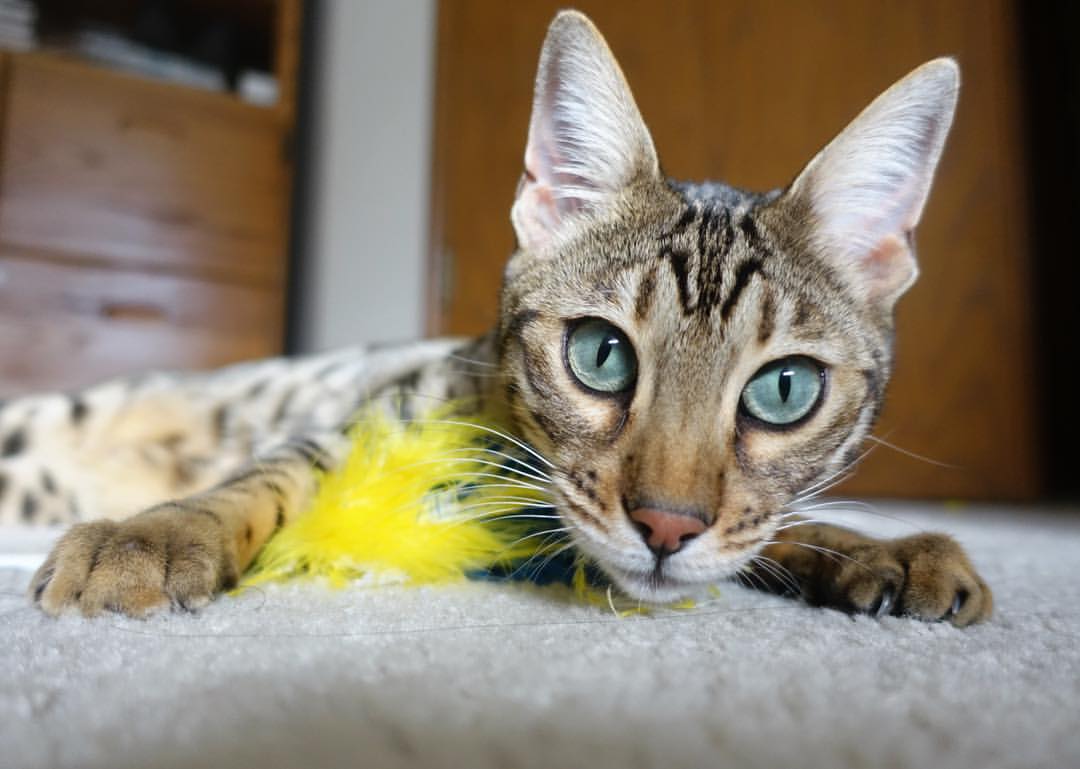 西甲联赛的青训基地建设,西甲足球学校